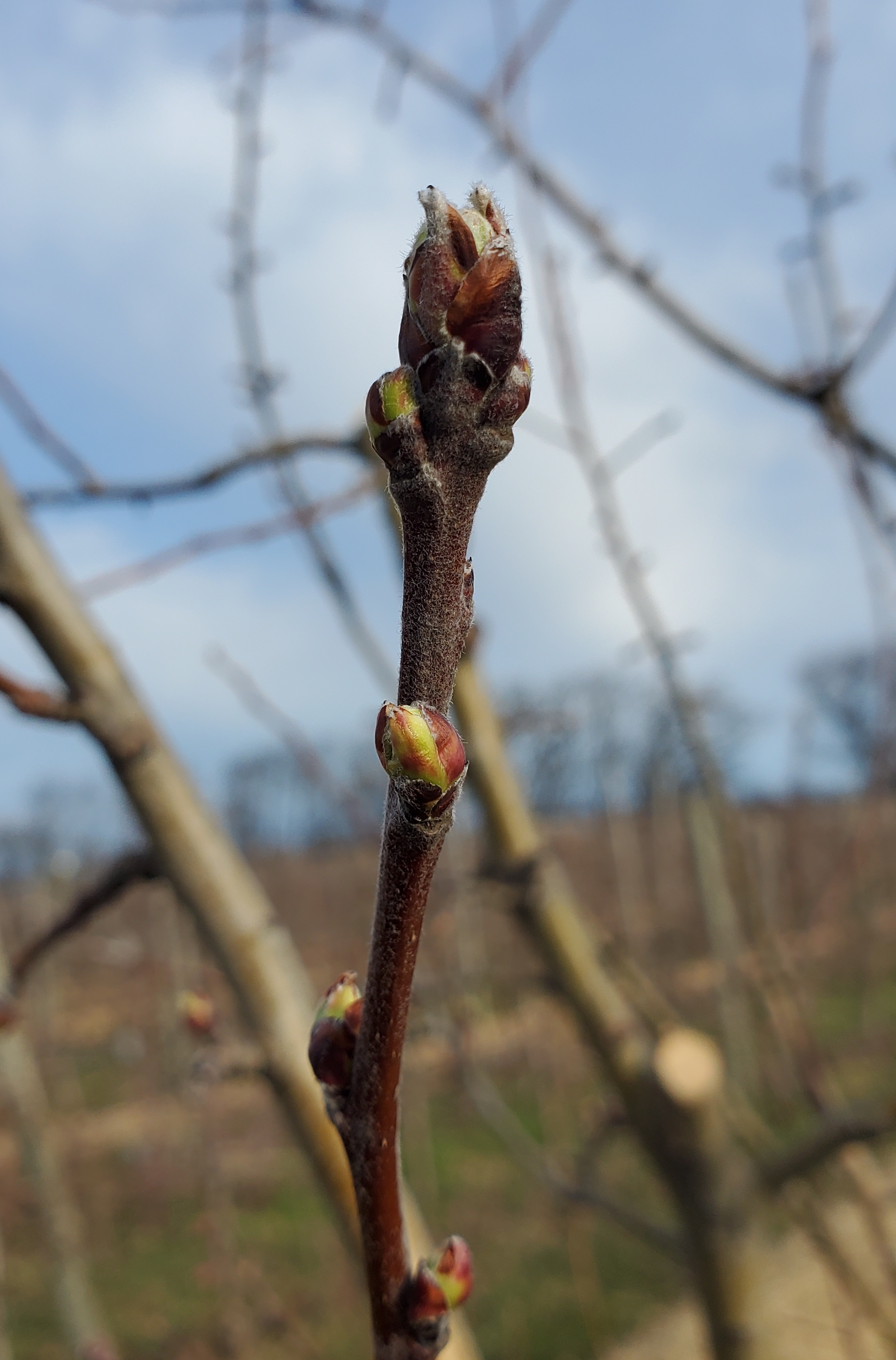 Apple buds